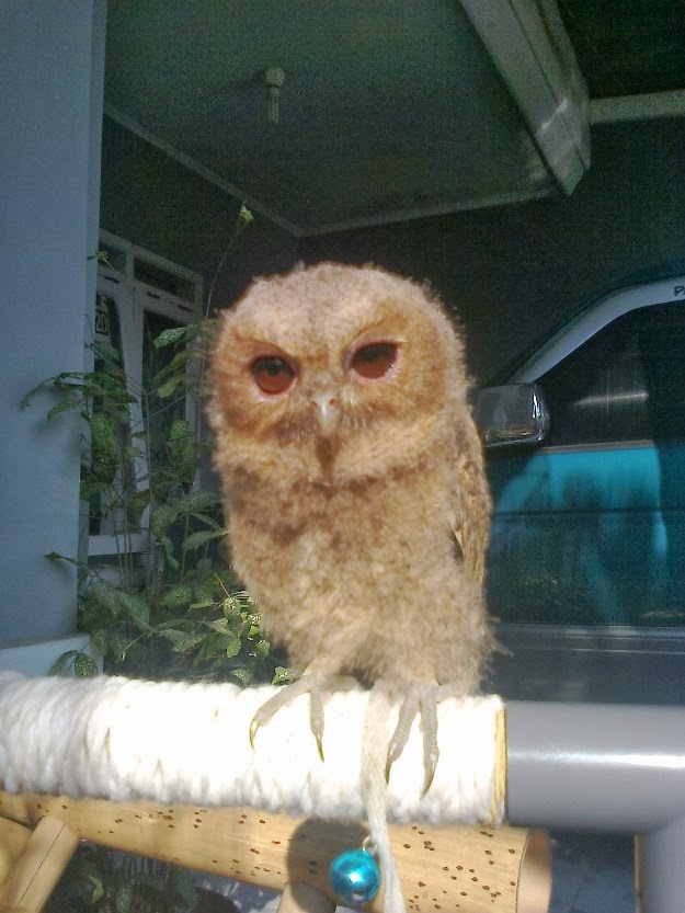 Cara memelihara burung hantu celepuk Drh. Fira Sovica